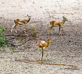 Beautiful wild animal Blackbuck deer (Antilope cervicapra) or Indian antelope in Lal Suhanra National Park Safari Park, Bahawalpur, Pakistan