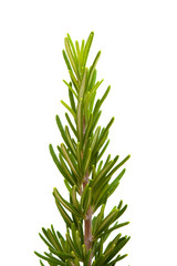 young rosemary branch