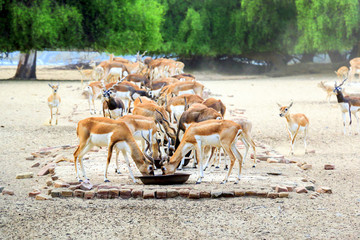 Beautiful wild animal Blackbuck deer (Antilope cervicapra) or Indian antelope in Lal Suhanra...