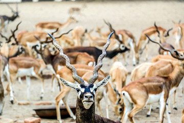 Beautiful wild animal Blackbuck deer (Antilope cervicapra) or Indian antelope in Lal Suhanra...