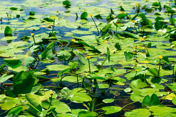 Water lily flower with leaves on the surface of the pond