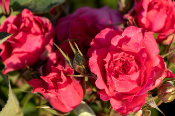 Close-up detail of pink rose bush with green leaves on background with copy space for text