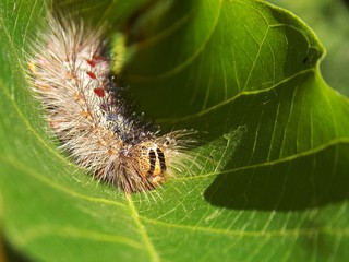 small hairy caterpillar on the plant