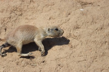 prairie dog at the zoo