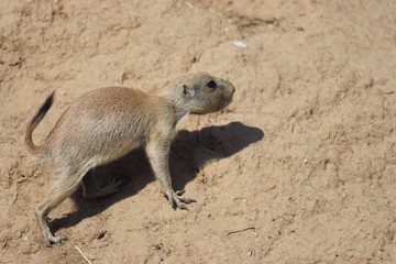 prairie dog at the zoo