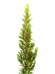 young rosemary branch