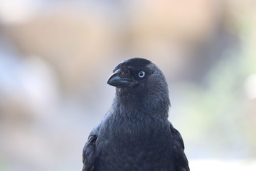 Western jackdaw