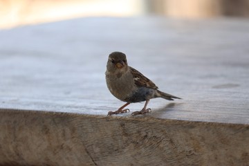 House sparrow 