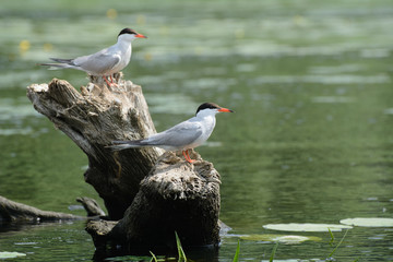 Two seagulls are sitting on a tree stump in the middle of the bay. Blurred background. Concept - environmental protection.