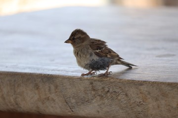 House sparrow 