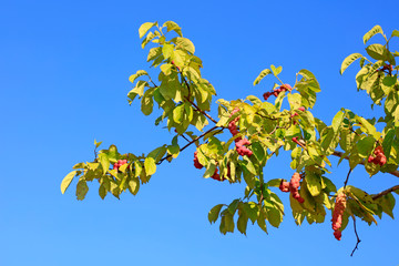 Magnolia denudata fruit