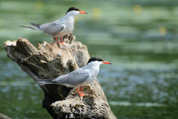 Two seagulls are sitting on a tree stump in the middle of the bay. Blurred background. Concept - environmental protection.