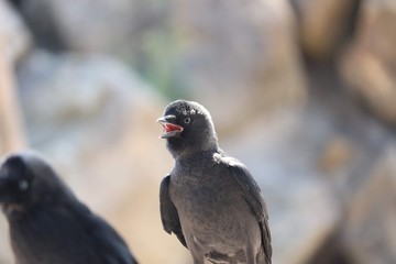 Western jackdaw
