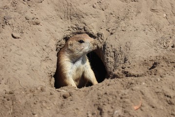 prairie dog in the sun