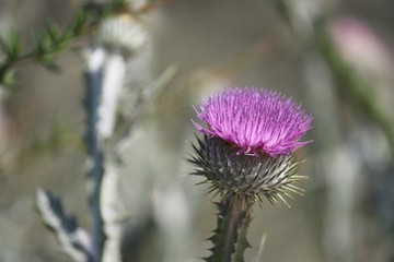 thistle close up