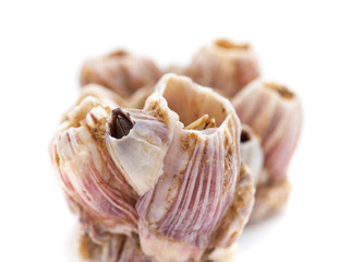 dry barnacles shells