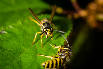 Wasps