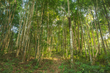 Fototapeta na wymiar Rubber tree or Hevea brasiliensis forest at Thailand