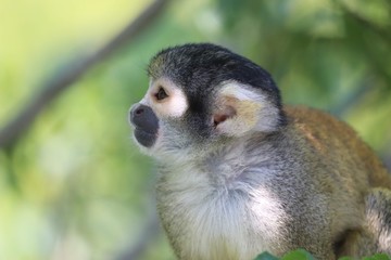 Monkey at the zoo