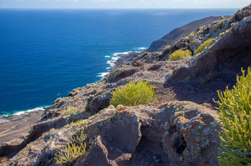 Flora of Gran Canaria - Euphorbia aphylla