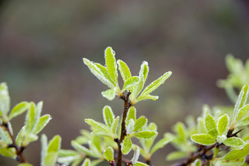 Frosen leaves of Pyrus amygdaliformis early morning time, macro
