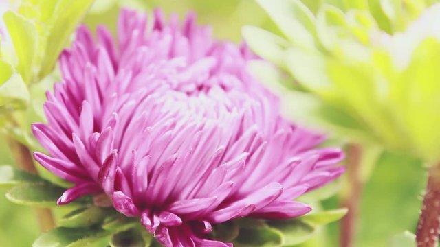 Purple and pink color in aster flower. The flower head sways and nods in the wind.