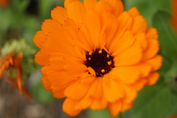 Fiore arancione