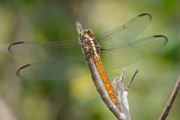 Dragonfly 03