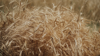 wheat harvest