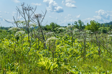 Obraz premium hogweed in a field, flowering specimens and several dried stalks