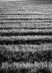 Graslandschaft schwarzweiß Schatten