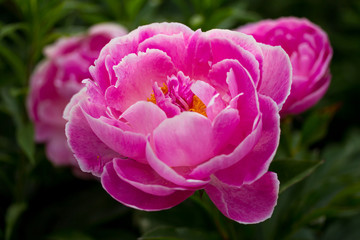 pink peony blossom