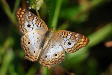 White Peacock Butterfly 02