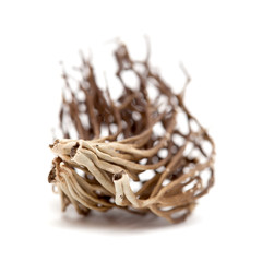 Roccella canariensis isolated