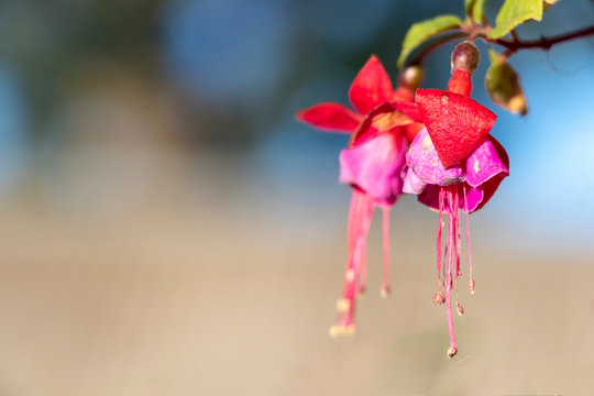 Small tiny red-pink-purple wildflowers on the figth with green and blue background with bokeh effect