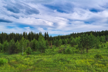Fototapeta na wymiar Summer meadow landscape with green grass and wild flowers on the background of a coniferous forest.