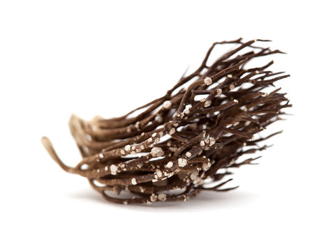 Roccella canariensis isolated