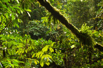 Lush forest scene in Borneo Malaysia