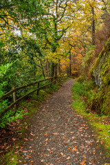 Fototapeta na wymiar A Fenced Pathway Through an Autumn Woodland