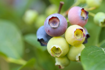 Blaubeeren., Heidelbeeren, Blueberry
