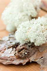 nature, environment and botany - close up of reindeer lichen moss on pine tree bark