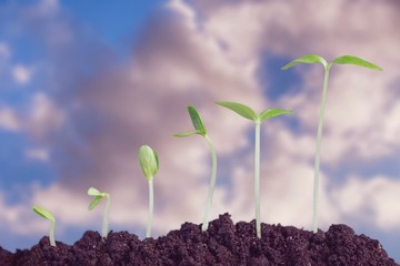 Growth of new life on  background