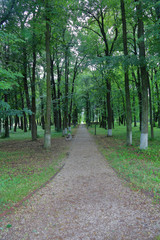 Footpath for walking in the old green city park