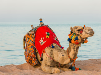 camel in colorful traditional decorated saddle at summer seacoast background