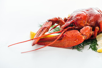red lobster with lemon slices and green herbs on white background