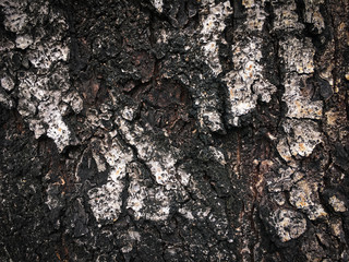 Black bark of tree texture background