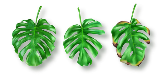 Tropical green monstera leaves on white background vector set © klyaksun