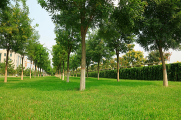 grass and trees in the park