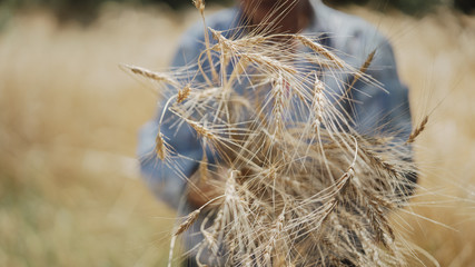 wheat harvest