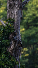 Vögel im Liwonde Nationalpark